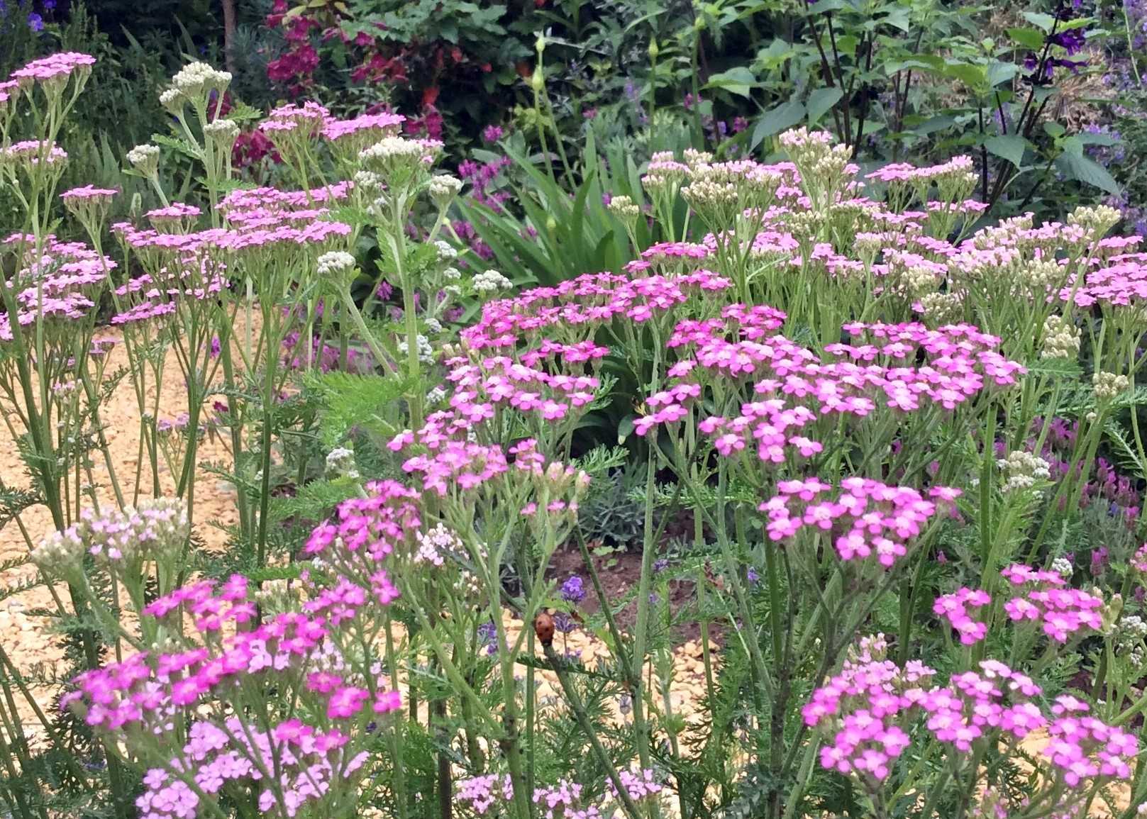 pink achillea