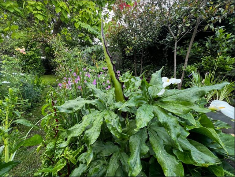 Will the Voodoo Lily flower in time?